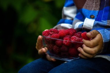 Çocuk çiftlikte olgun ahududu dolu bir kaseyi tutuyor. Seçici odak