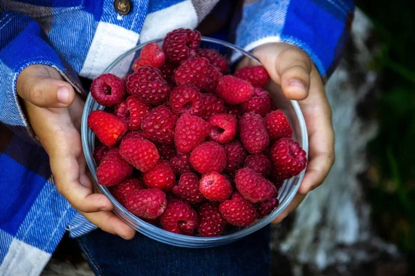 Criança Segura Uma Tigela Com Framboesas Maduras Produto Orgânico Fazenda — Fotografia de Stock