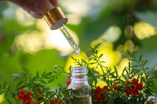 Marigold Oil Essential Oils Nature Selective Focus — 스톡 사진