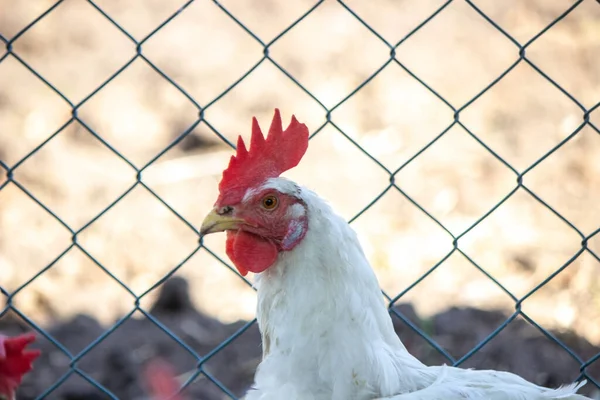 Chickens Pen Farm Nature Selective Focus — ストック写真