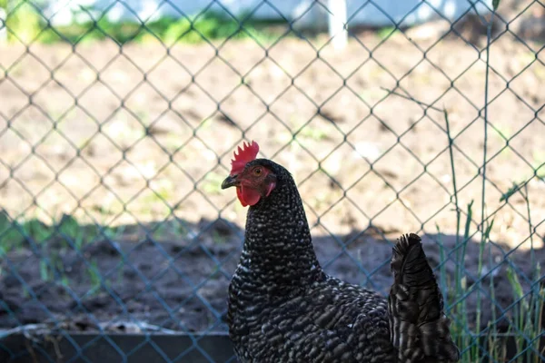 Chickens Pen Farm Nature Selective Focus — Stock Photo, Image