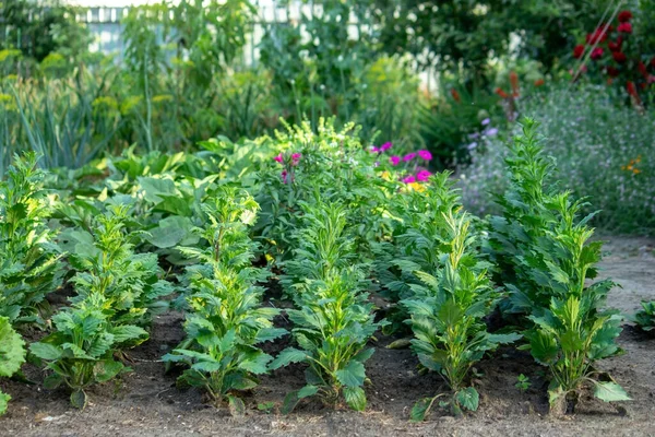 Potager Ferme Produits Biologiques Nature Concentration Sélective — Photo