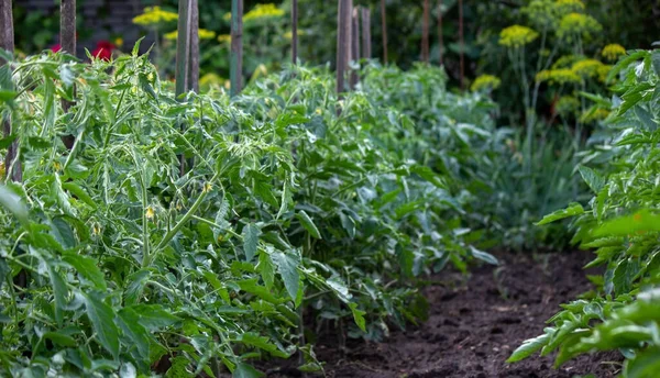 Vegetable Garden Farm Organic Products Nature Selective Focus — 스톡 사진