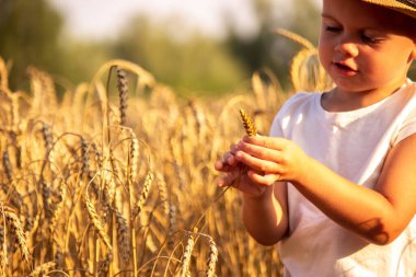 Child in a wheat field hugging a grain harvest. Farm. Nature, Selective focus