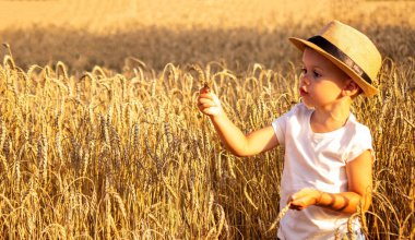 Child in a wheat field hugging a grain harvest. Farm. Nature, Selective focus