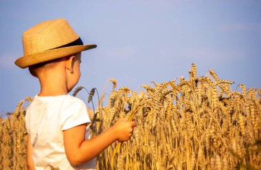 Child in a wheat field hugging a grain harvest. Farm. Nature, Selective focus