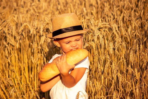 Дитина Їсть Хліб Пшеничному Полі Природа Вибірковий Фокус — стокове фото