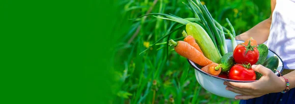 Kinder Garten Mit Gemüse Der Hand Selektiver Fokus Natur — Stockfoto