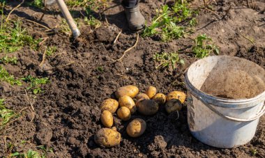 Patates topluyorum. Çiftlikte patates hasat et. Çevre dostu ve doğal ürün. Seçici odak.