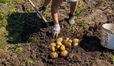Patates topluyorum. Çiftlikte patates hasat et. Çevre dostu ve doğal ürün. Seçici odak.