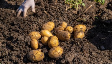 Patates topluyorum. Çiftlikte patates hasat et. Çevre dostu ve doğal ürün. Seçici odak.