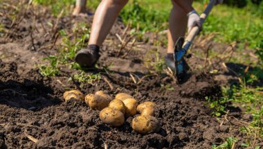 Patates topluyorum. Çiftlikte patates hasat et. Çevre dostu ve doğal ürün. Seçici odak.