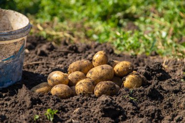 Patates topluyorum. Çiftlikte patates hasat et. Çevre dostu ve doğal ürün. Seçici odak.