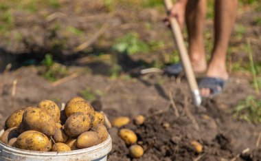 Patates topluyorum. Çiftlikte patates hasat et. Çevre dostu ve doğal ürün. Seçici odak.