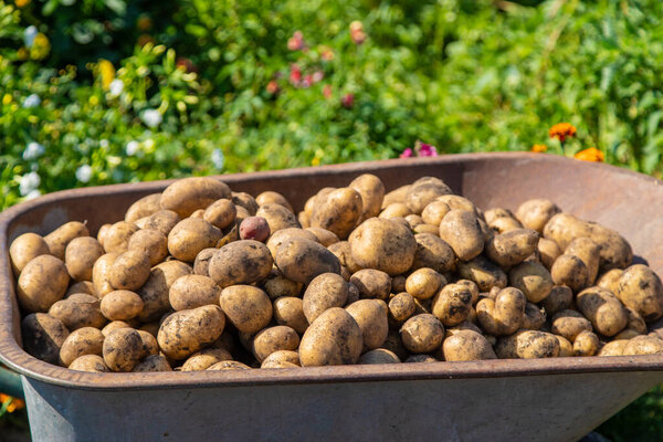 Копаю картошку. Сбор картофеля на ферме. Экологически чистый и натуральный продукт. Селективный фокус.