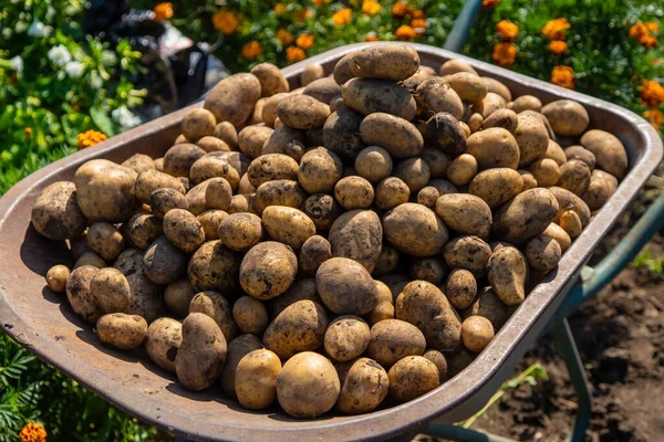 Excavando Patatas Cosecha Papas Granja Producto Ecológico Natural Enfoque Selectivo — Foto de Stock