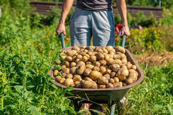 Excavando Patatas Cosecha Papas Granja Producto Ecológico Natural Enfoque Selectivo — Foto de Stock