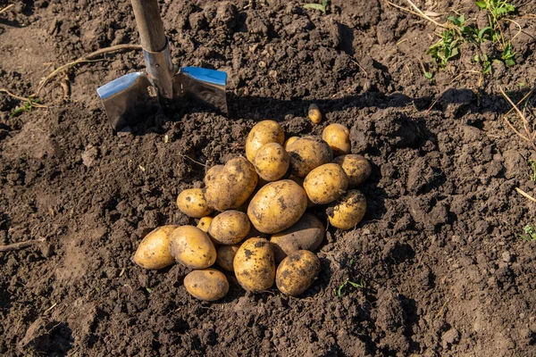Excavando Patatas Cosecha Papas Granja Producto Ecológico Natural Enfoque Selectivo — Foto de Stock