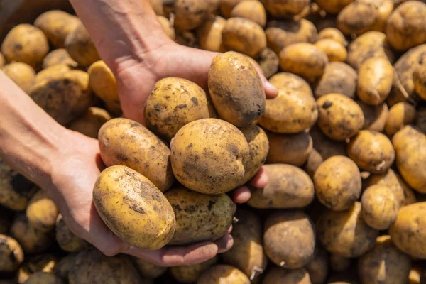 Excavando Patatas Cosecha Papas Granja Producto Ecológico Natural Enfoque Selectivo — Foto de Stock