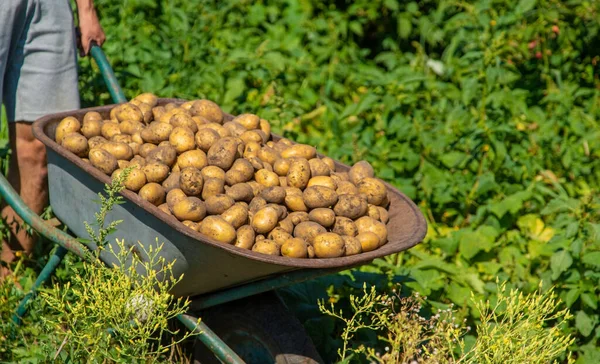 Aardappelen Graven Aardappelen Oogsten Boerderij Milieuvriendelijk Natuurlijk Product Selectieve Focus — Stockfoto