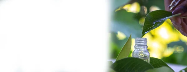 Essentiële Olie Van Kruiden Een Kleine Fles Natuur Selectieve Focus — Stockfoto