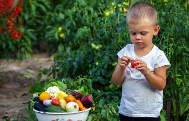 Çocuk sebzeleri elinde tutuyor. Çiftlikteki bir kasede sebzeler. Çiftlikten organik ürün. Seçici odaklanma. Doğa