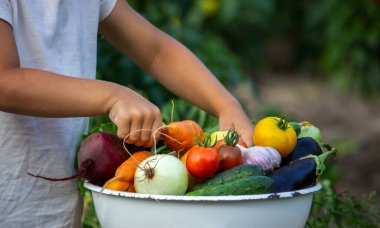 Çocuk sebzeleri elinde tutuyor. Çiftlikteki bir kasede sebzeler. Çiftlikten organik ürün. Seçici odaklanma. Doğa