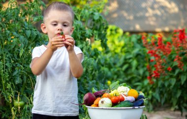 Çocuk sebzeleri elinde tutuyor. Çiftlikteki bir kasede sebzeler. Çiftlikten organik ürün. Seçici odaklanma. Doğa