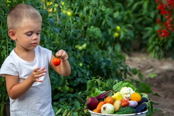 Çocuk Sebzeleri Elinde Tutuyor Çiftlikteki Bir Kasede Sebzeler Çiftlikten Organik — Stok fotoğraf