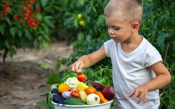 The child holds vegetables in his hands. Vegetables in a bowl on the farm. Organic product from the farm. Selective focus. Nature
