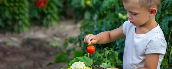 Çocuk Sebzeleri Elinde Tutuyor Çiftlikteki Bir Kasede Sebzeler Çiftlikten Organik — Stok fotoğraf