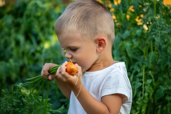 Dítě Drží Rukou Zeleninu Zelenina Misce Farmě Ekologický Produkt Farmy — Stock fotografie