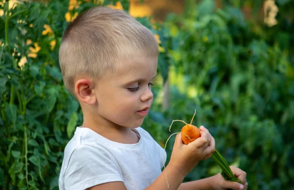 Niño Tiene Verduras Sus Manos Verduras Tazón Granja Producto Ecológico — Foto de Stock