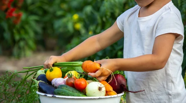 Child Holds Vegetables His Hands Vegetables Bowl Farm Organic Product — Stock Photo, Image