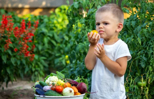 Çocuk Sebzeleri Elinde Tutuyor Çiftlikteki Bir Kasede Sebzeler Çiftlikten Organik — Stok fotoğraf