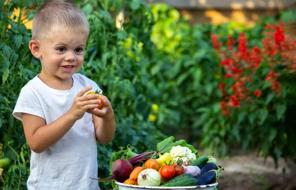 Дитина Тримає Руках Овочі Овочі Мисці Фермі Органічний Продукт Ферми — стокове фото