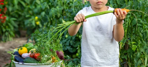 Het Kind Houdt Groenten Zijn Handen Groenten Een Kom Boerderij — Stockfoto