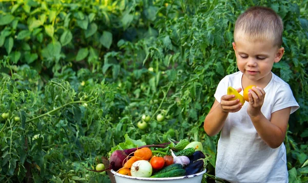 Dítě Drží Rukou Informační Zeleninu Zelenina Misce Farmě Ekologický Produkt — Stock fotografie