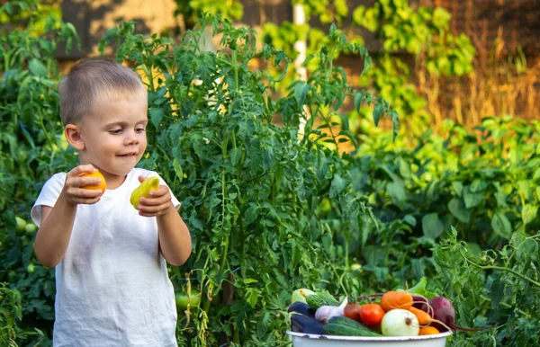 Çocuk Sebzeleri Elinde Tutuyor Çiftlikteki Bir Kasede Sebzeler Çiftlikten Organik — Stok fotoğraf