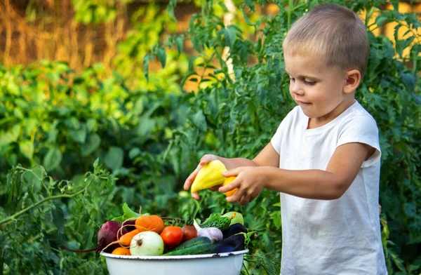 The child holds information vegetables in his hands. Vegetables in a bowl on the farm. Organic product from the farm. Selective focus. Nature