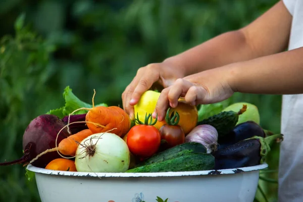 Çocuk sebzeleri elinde tutuyor. Çiftlikteki bir kasede sebzeler. Çiftlikten organik ürün. Seçici odaklanma. Doğa