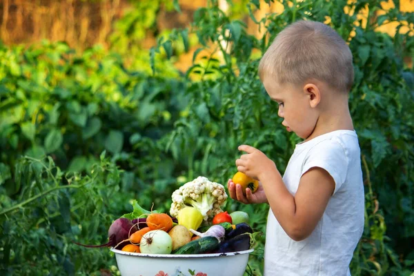 Dítě Drží Rukou Informační Zeleninu Zelenina Misce Farmě Ekologický Produkt — Stock fotografie