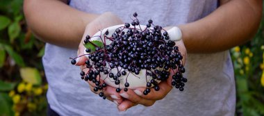 Yaşlı böğürtlen tutan kadın elleri: böğürtlen, şurup ve kapsüller. Sağlıklı beslenme