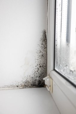 Plastik bir pencere ve pencere kenarında beyaz bir duvarın köşesinde büyüyen siyah küf..