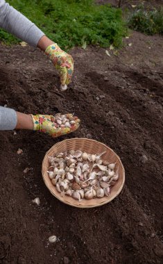 Sarımsak ekme: Bahçe eldivenindeki bir el hazırlanmış bahçe toprağına karanfil ekiyor.