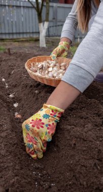 Sarımsak ekme: Bahçe eldivenindeki bir el hazırlanmış bahçe toprağına karanfil ekiyor.