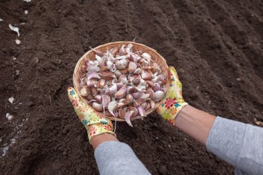 Çiçek eldivenli bahçıvan, bahçe yatağının üzerinde bir sepet sarımsak karanfili tutuyor..