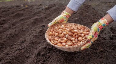 Eldivenli eller toprağa ekmek için bir sepet dolusu soğan tutuyor..