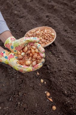 Kümelenmiş ellerde soğan yığını. Toprak zemine karşı parlak bahçe eldivenleri takıyorlar..