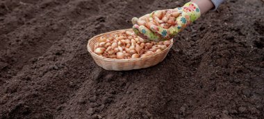 Kümelenmiş ellerde soğan yığını. Toprak zemine karşı parlak bahçe eldivenleri takıyorlar..